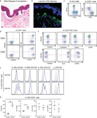 Characterization of human epithelial resident memory regulatory T cells